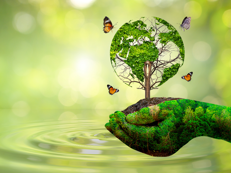 Representação do acolhimento e coidado com a vida plantária